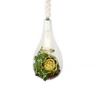 FGL-BOTANIC HANGING LIGHT Φ160 with FAKEGREEN クリア